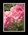 pink roses thumbnail